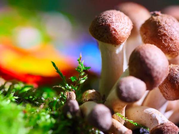 Scaling Product Sourcing for Dispensaries Selling Cannabinoids and Mushrooms