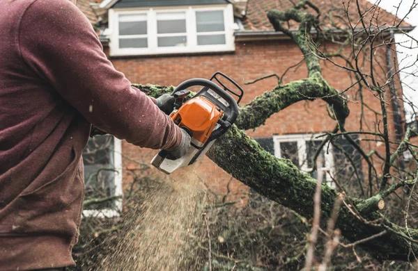 Local Springfield Tree Services With Fast Response