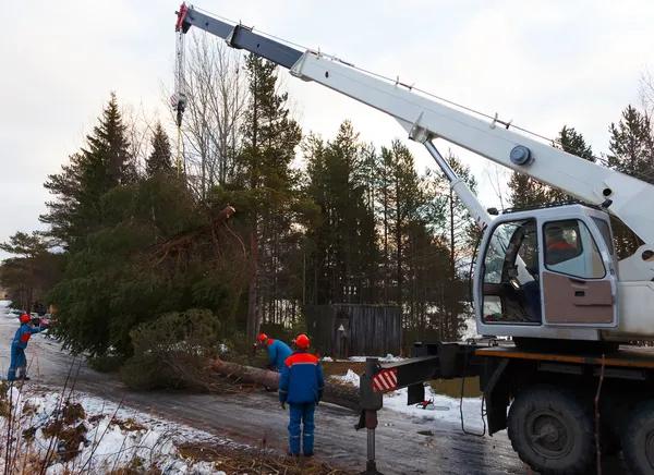 Top-Rated Tree Service South Lake Tahoe for Tree Maintenance