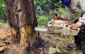 Fast and Reliable Shelton WA Tree Removal Professionals