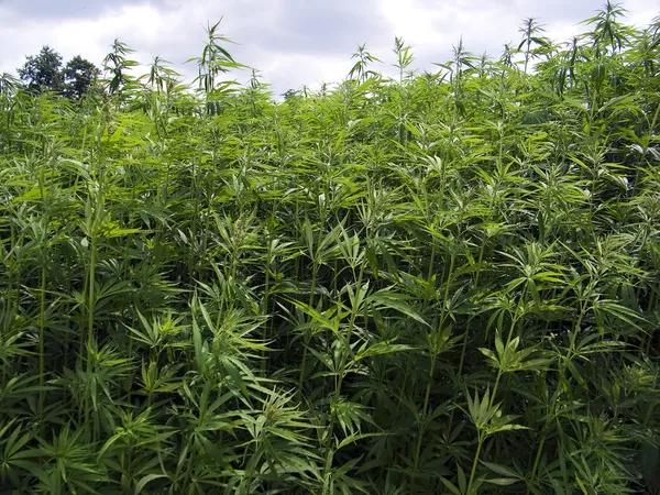 How to Make Better Hemp Product Buying Decisions