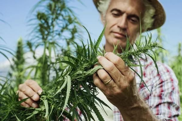 How Product Labels Can Help Evaluate Hemp-Derived Delta-8 Products